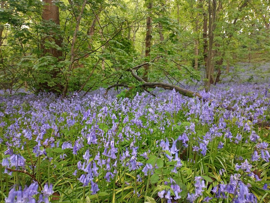 Crawshaw Grove Beauchief